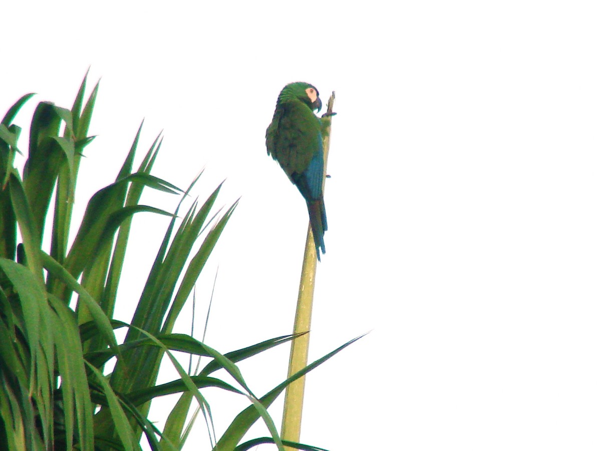Chestnut-fronted Macaw - Dan Sherick