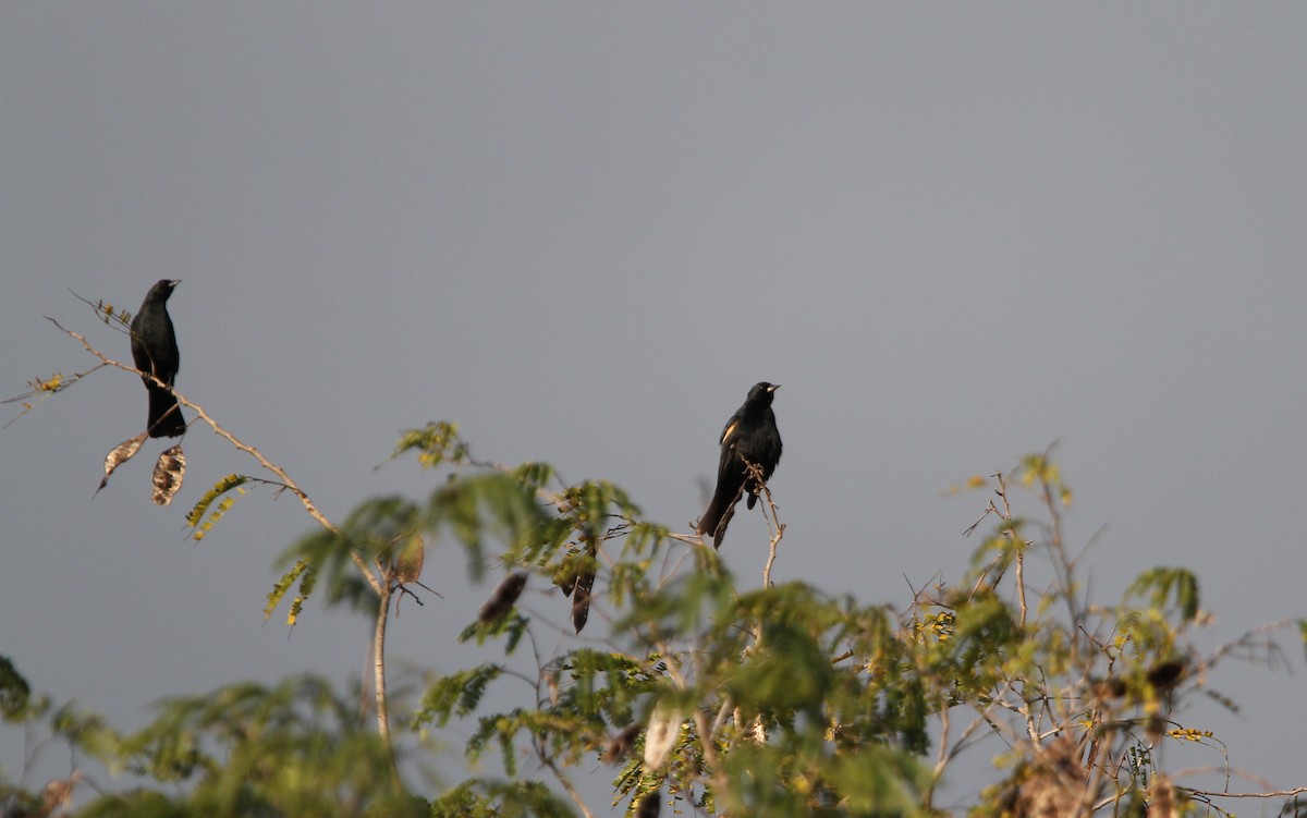 Red-shouldered Blackbird - ML137973621