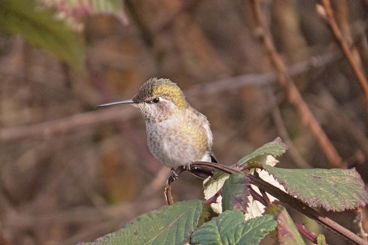 Anna's Hummingbird - ML137974581