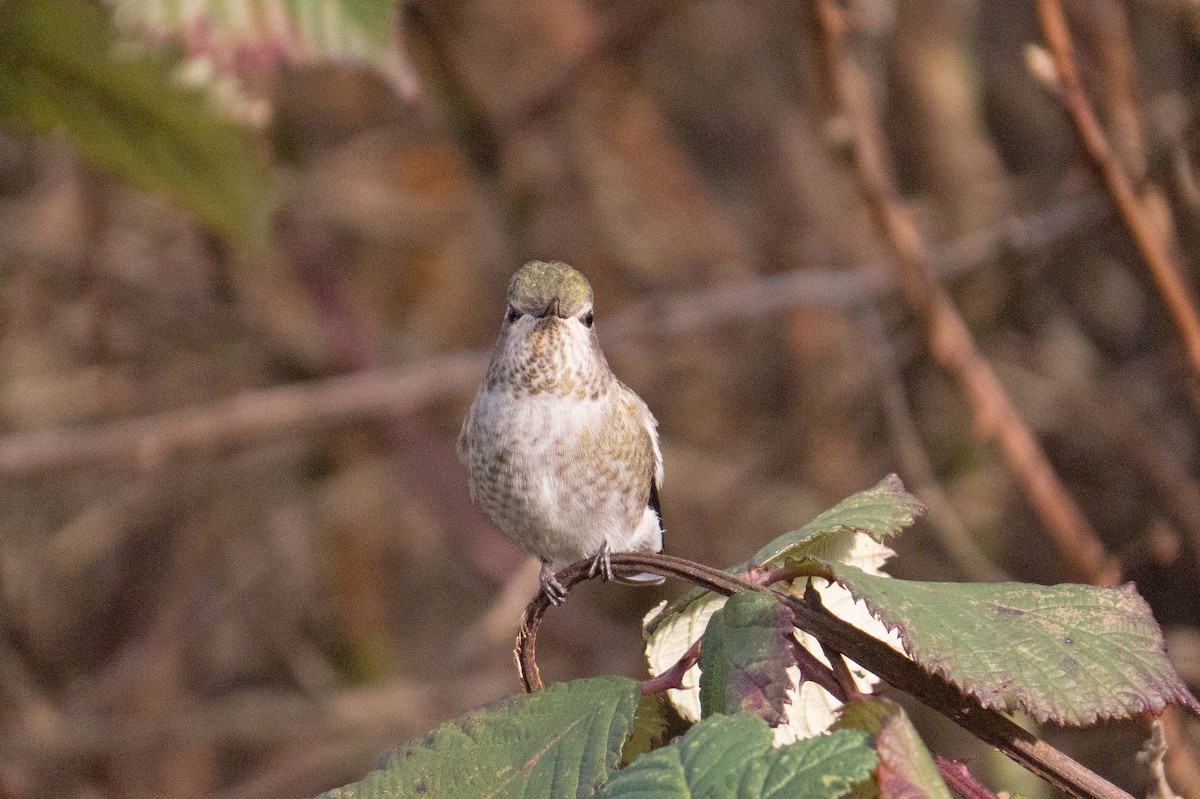 Anna's Hummingbird - ML137974601