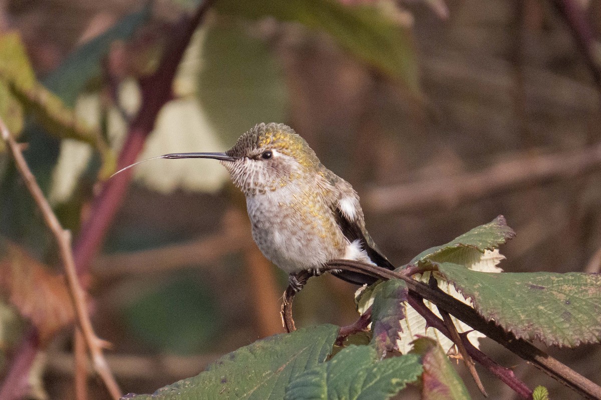 Anna's Hummingbird - ML137974611