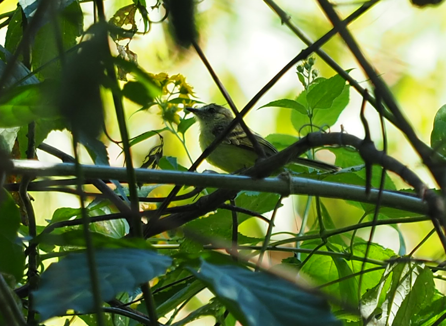 Northern Mouse-colored Tyrannulet - Thierry Grandmont