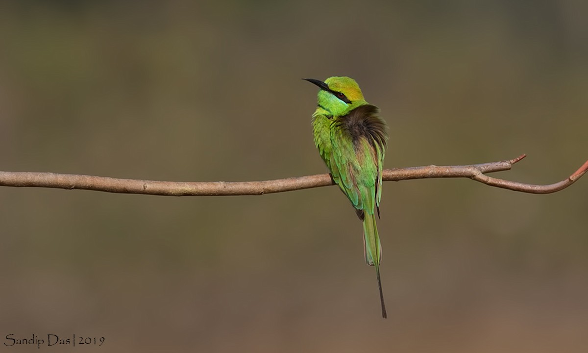 Asian Green Bee-eater - Sandip Das