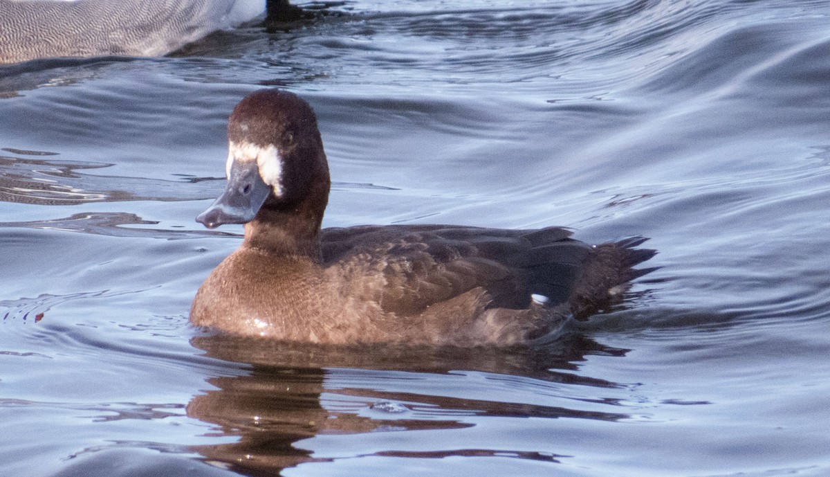Greater Scaup - John G Woods