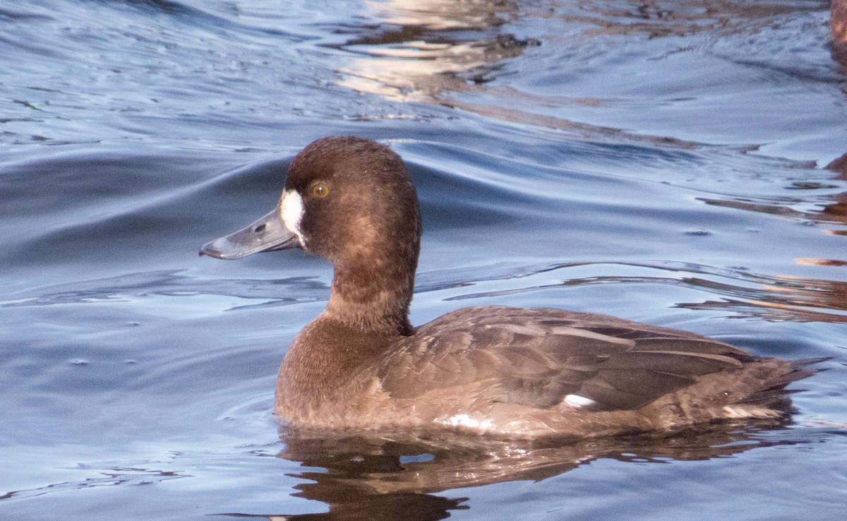 Greater Scaup - John G Woods