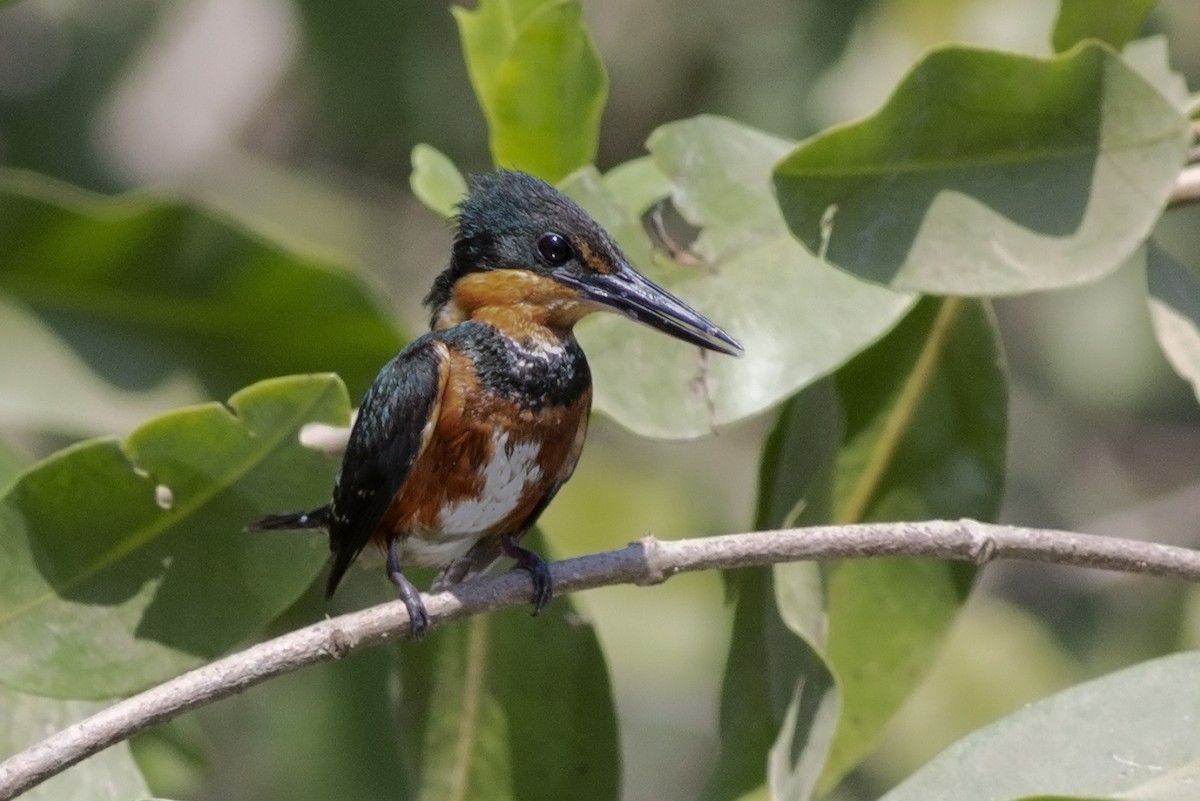 American Pygmy Kingfisher - ML137983441