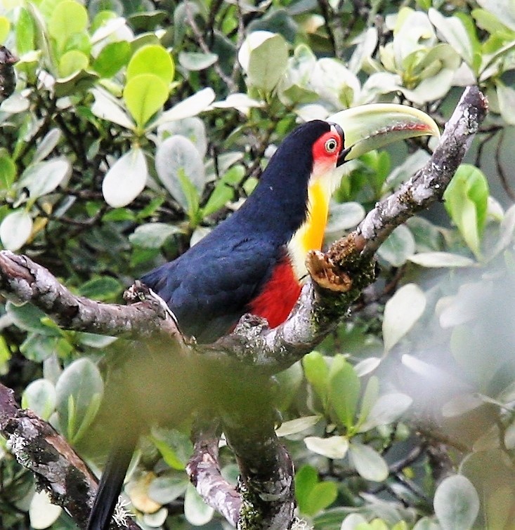 Red-breasted Toucan - ML137985201