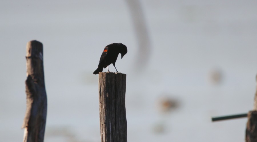 Red-winged Blackbird - ML137986751