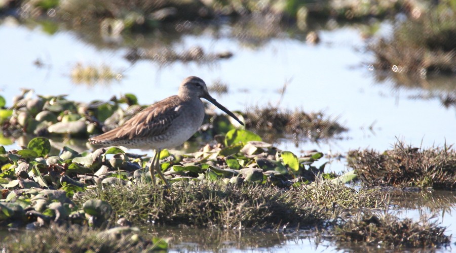 Long-billed Dowitcher - ML137986991