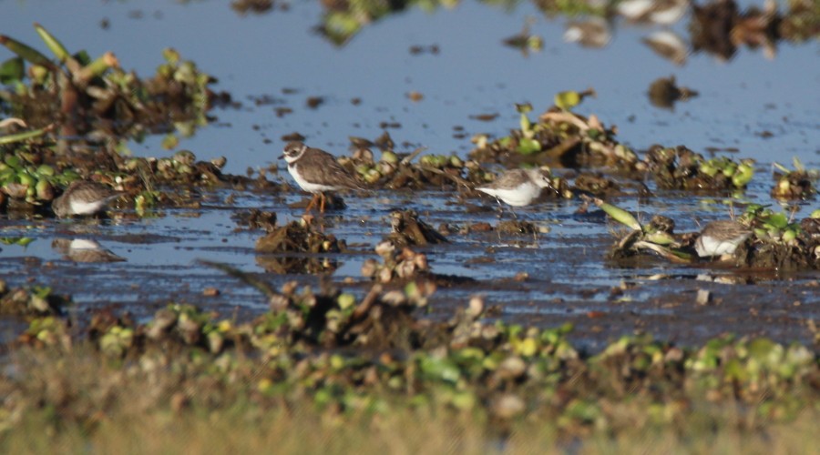 Semipalmated Plover - ML137987531