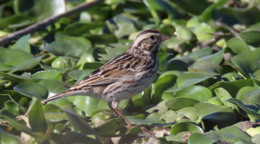 Savannah Sparrow - ML137988141