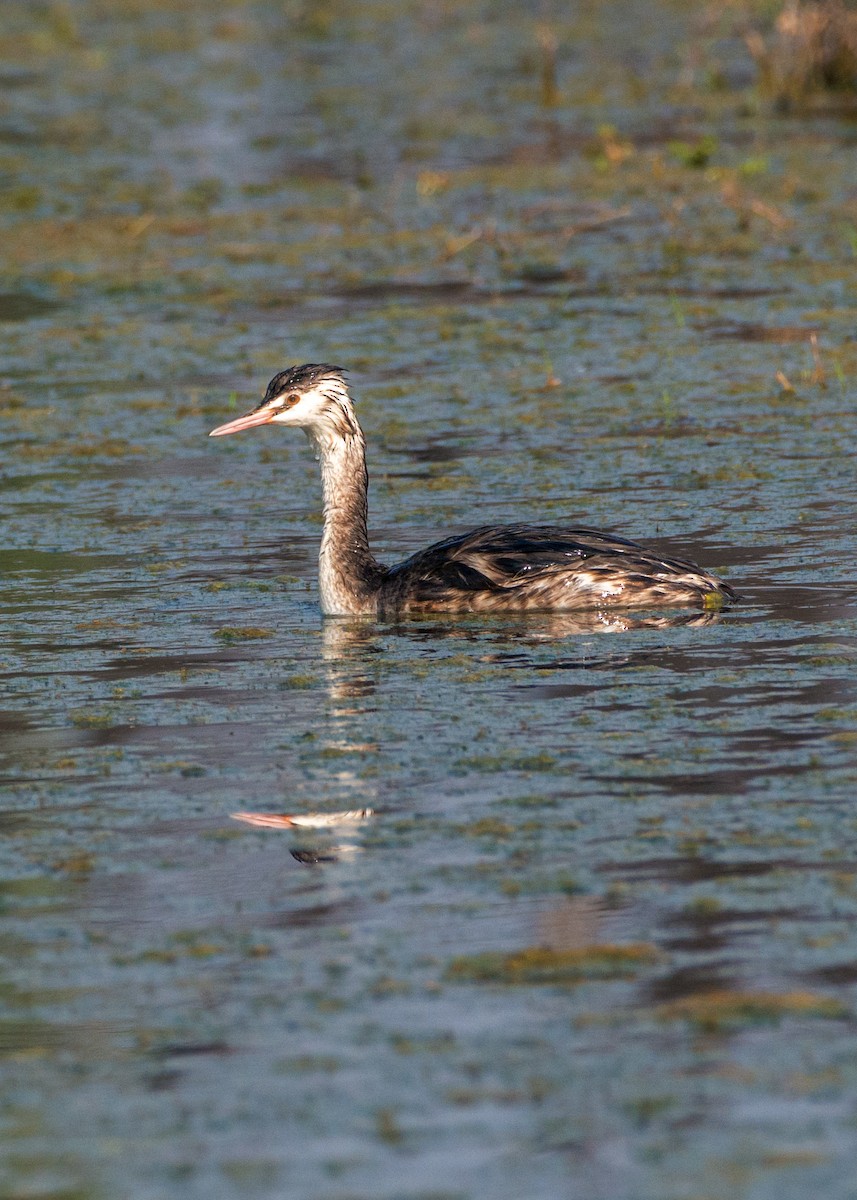 Great Crested Grebe - ML137988291