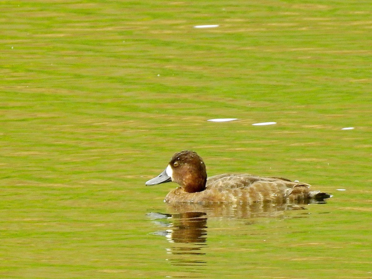 Greater Scaup - Michael Young