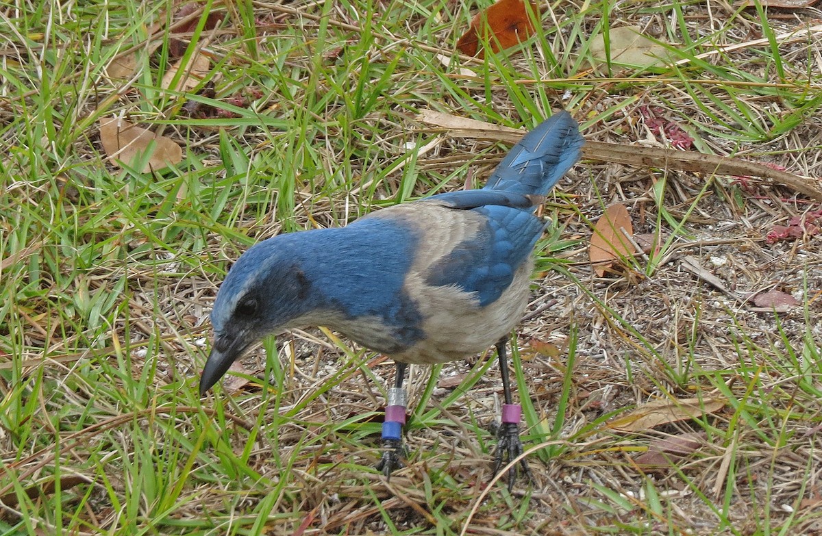 Ebird Checklist Jan Oscar Scherer Sp Species