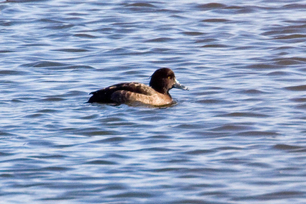 Tufted Duck - ML137995341