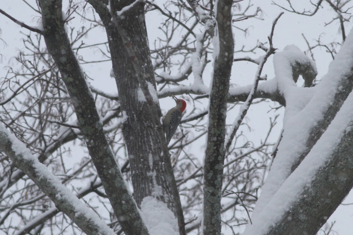 Red-bellied Woodpecker - ML137996161