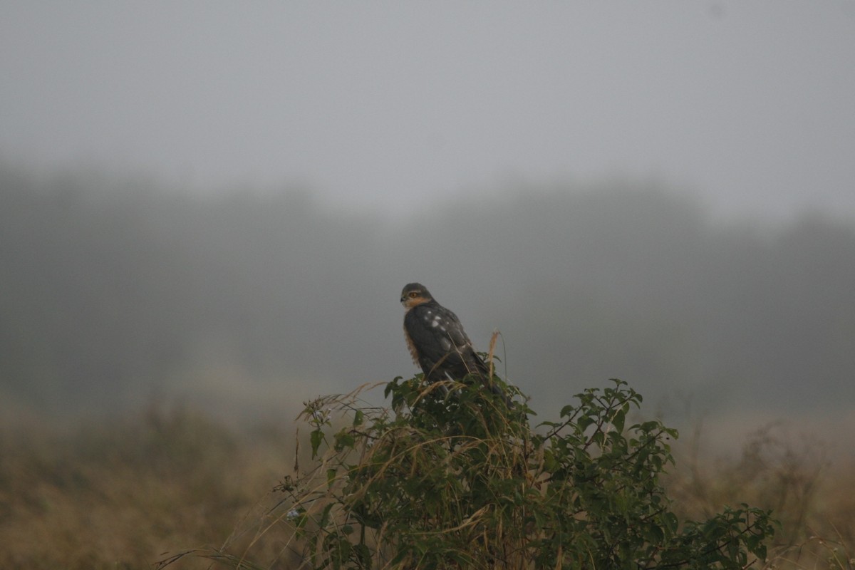 Eurasian Sparrowhawk - Prabhakar Manjunath