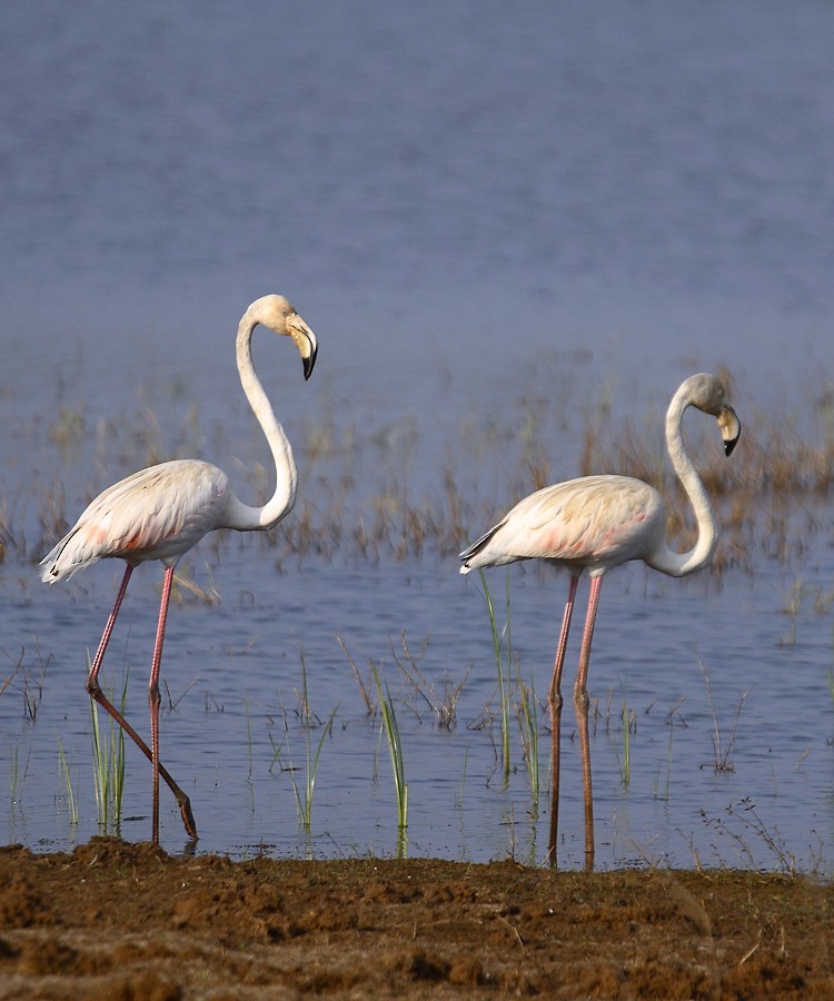 Greater Flamingo - ML138000141