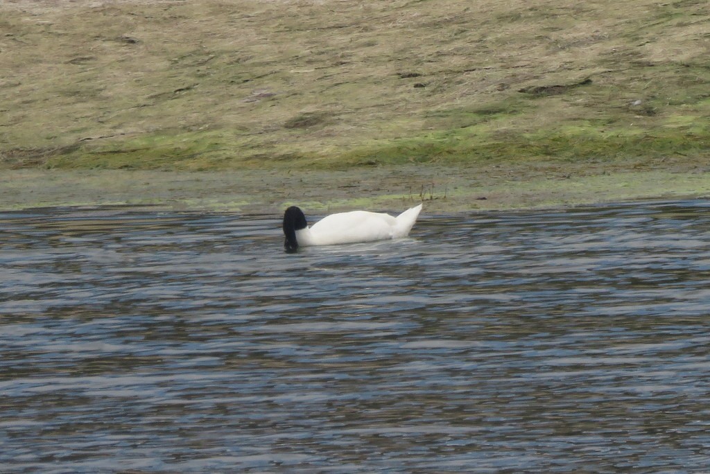 Black-necked Swan - Diego Carús