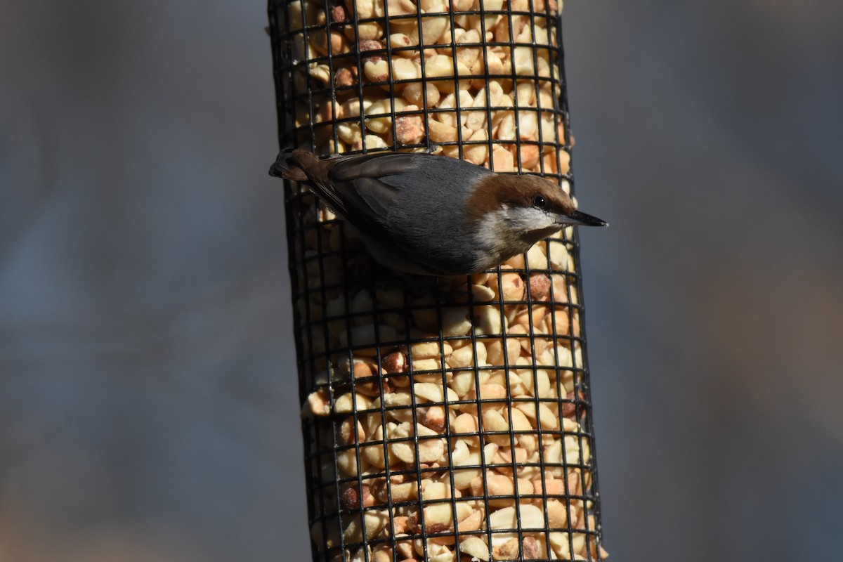 Brown-headed Nuthatch - ML138002241