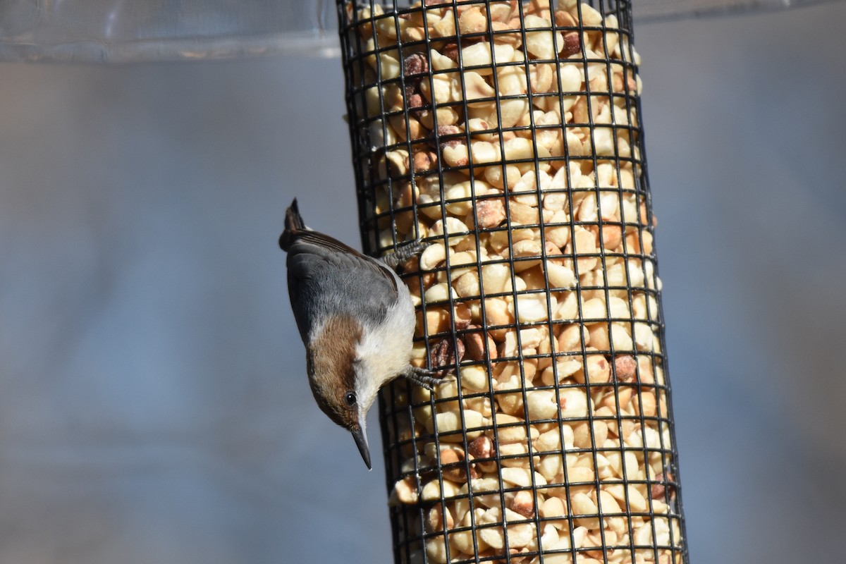 Brown-headed Nuthatch - ML138002251