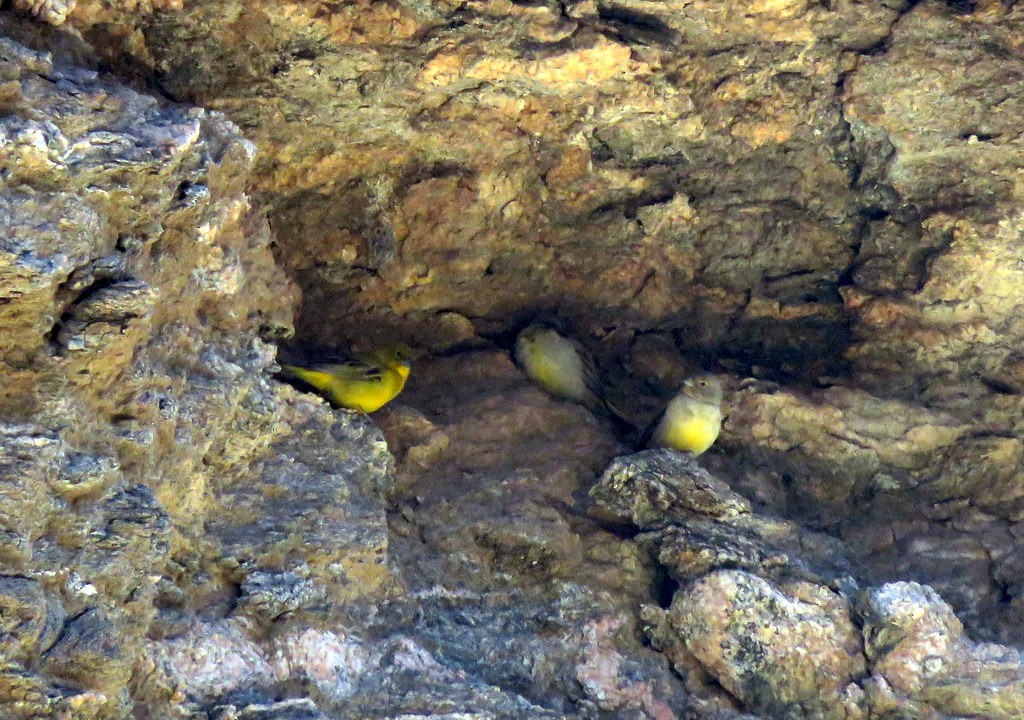 Monte Yellow-Finch - Diego Carús