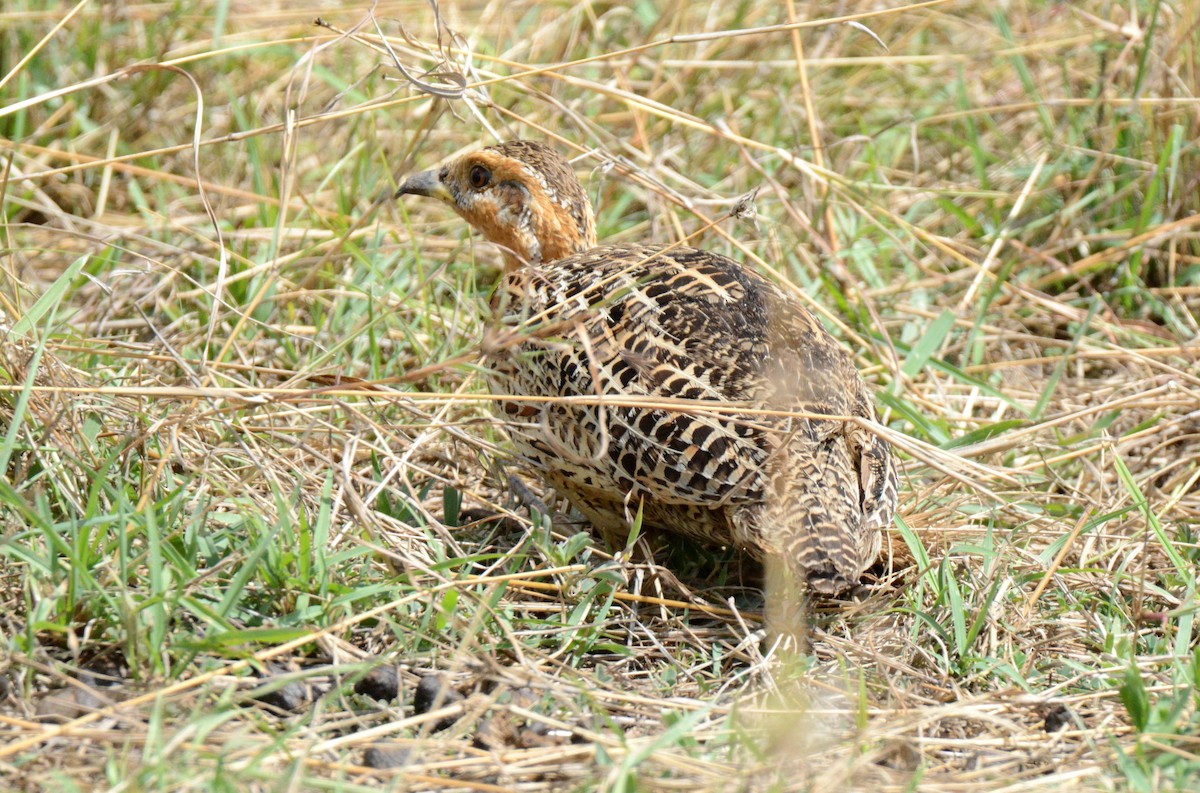Red-winged Francolin - ML138006491