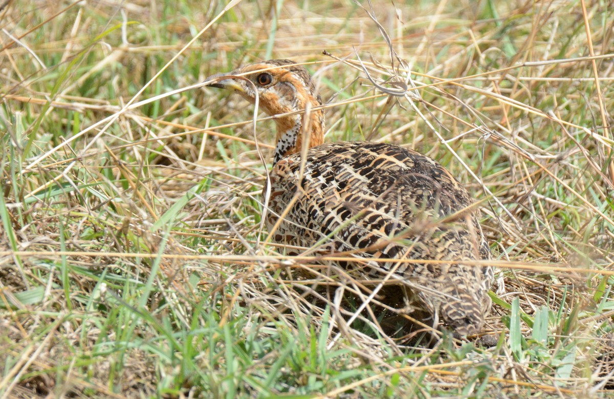 Red-winged Francolin - ML138006651
