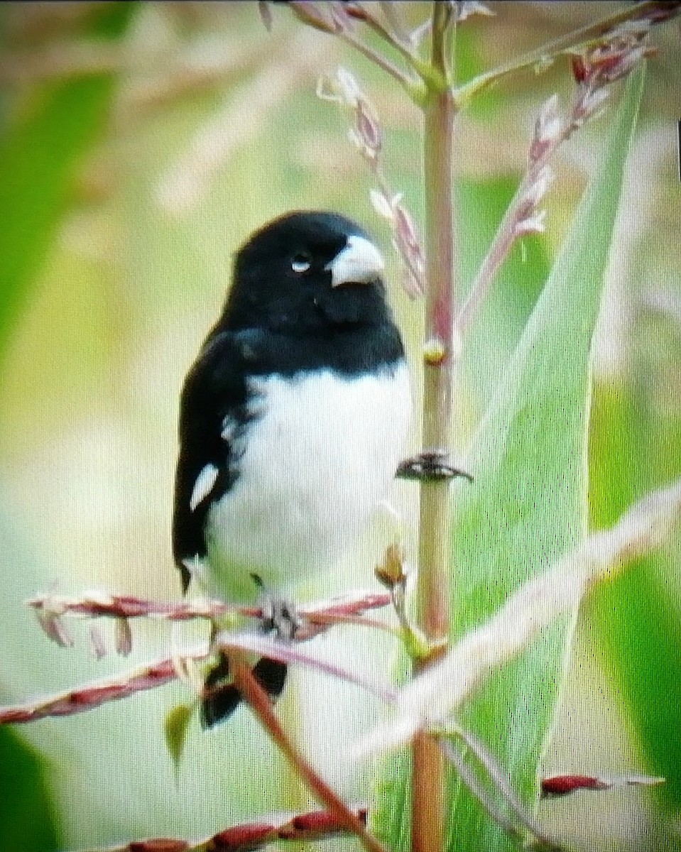 Black-and-white Seedeater - ML138007311