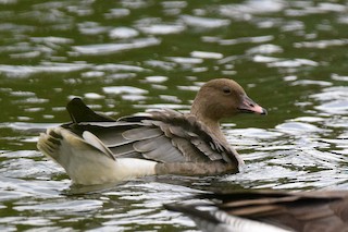 Pink-footed Goose, ML138009191
