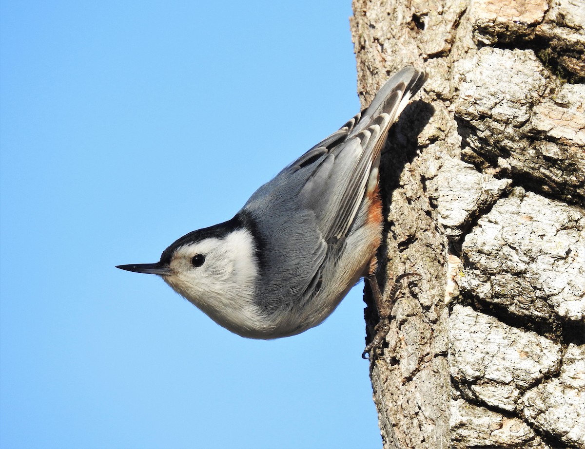 White-breasted Nuthatch - Bill Pelletier