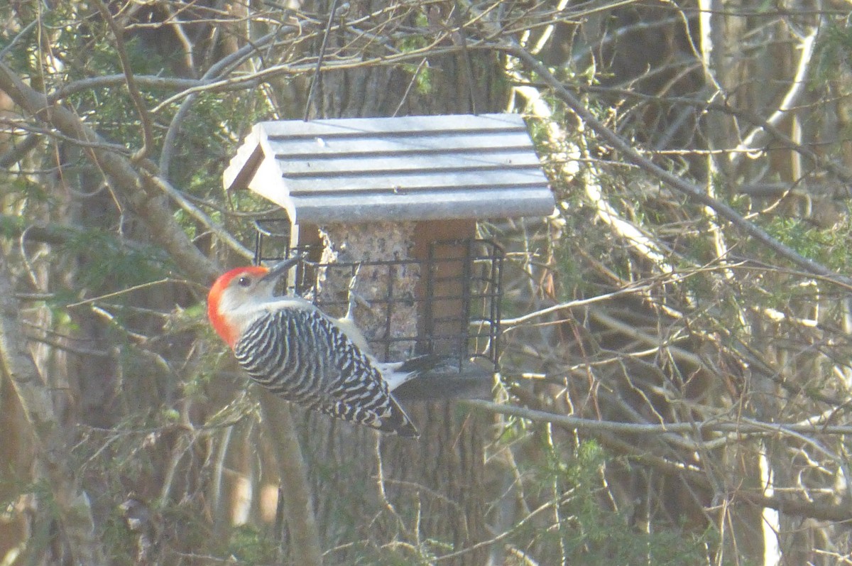 Red-bellied Woodpecker - Patti Gahagan