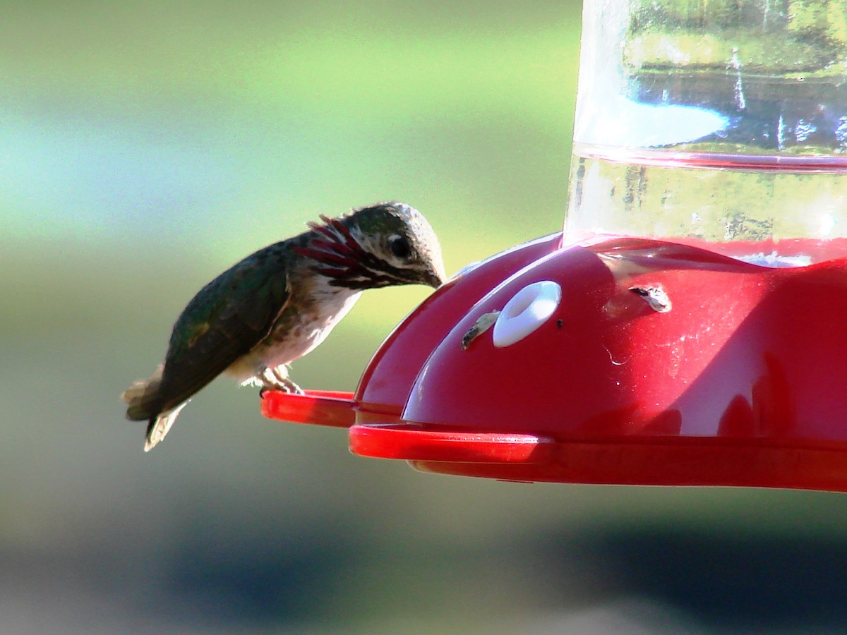 Calliope Hummingbird - ML138014681