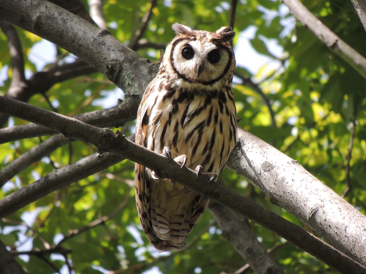 Striped Owl - Jorge La Rotta
