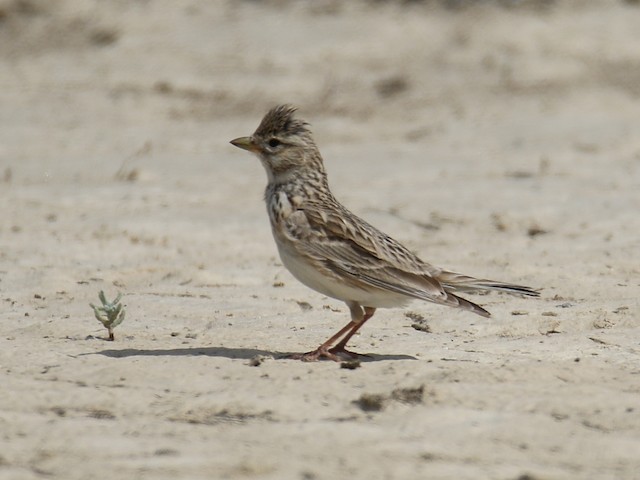 Photos - Turkestan Short-toed Lark - Alaudala heinei - Birds of the World