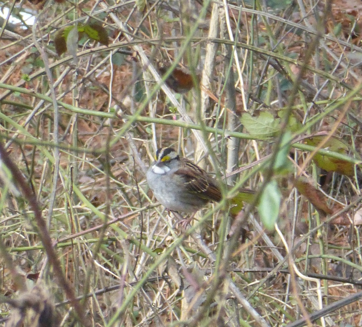 White-throated Sparrow - Patti Gahagan