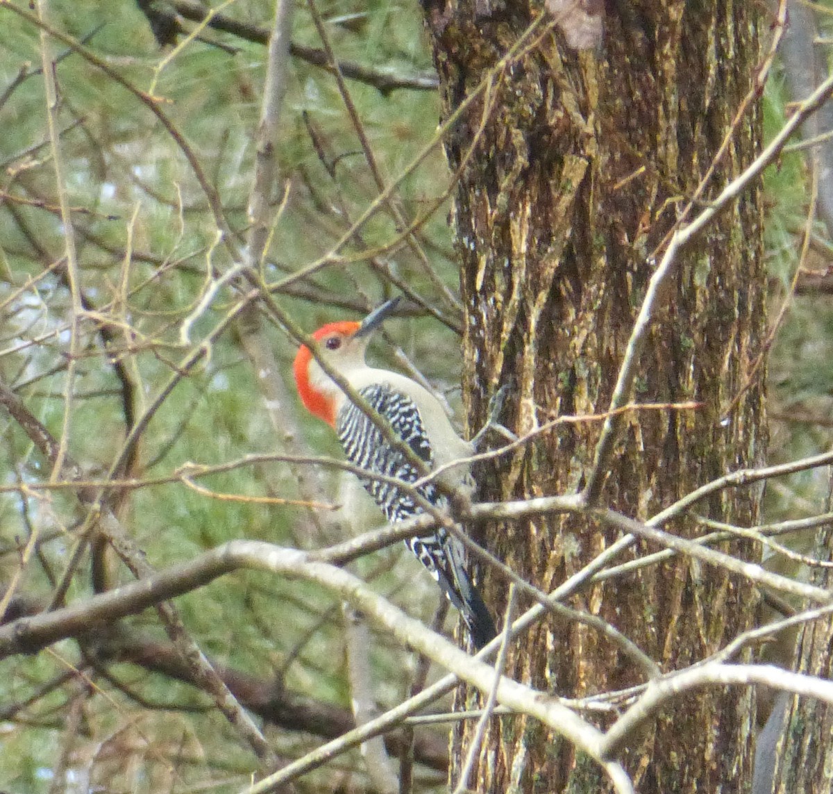 Red-bellied Woodpecker - ML138016331