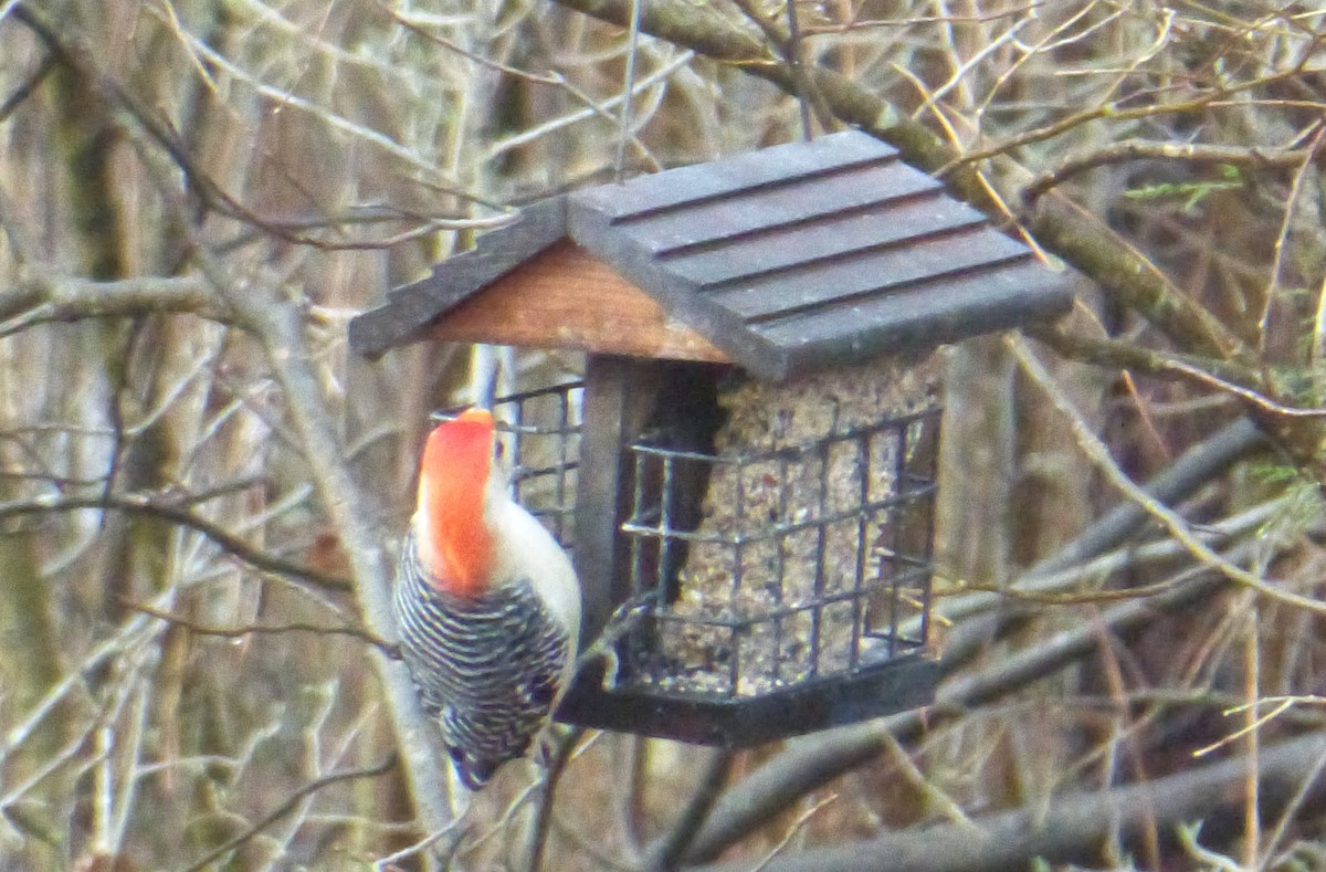 Red-bellied Woodpecker - Patti Gahagan