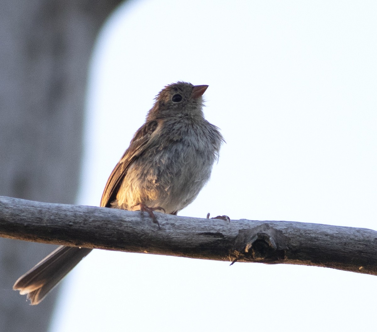 Field Sparrow - Logan Lalonde