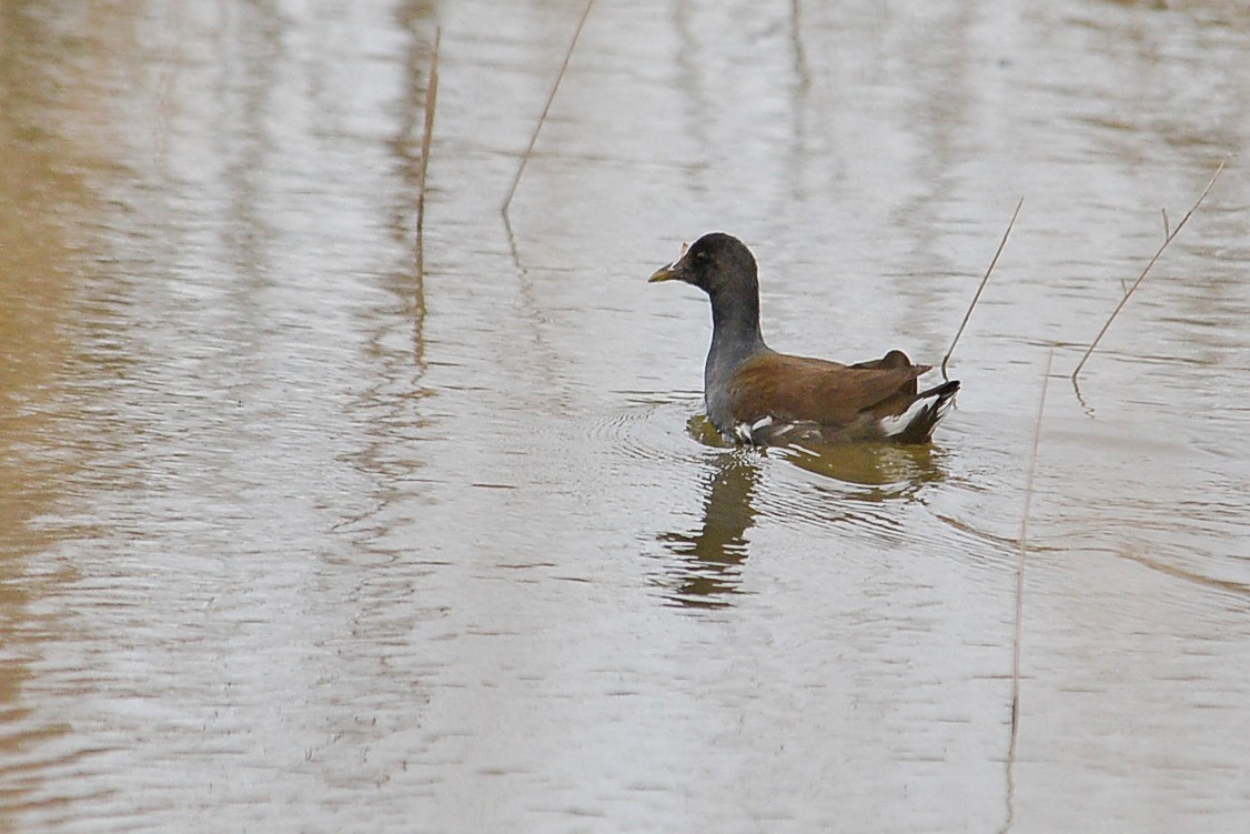 eBird Checklist 7 Feb 2016 Ayers Creek Family Farm (private) 27