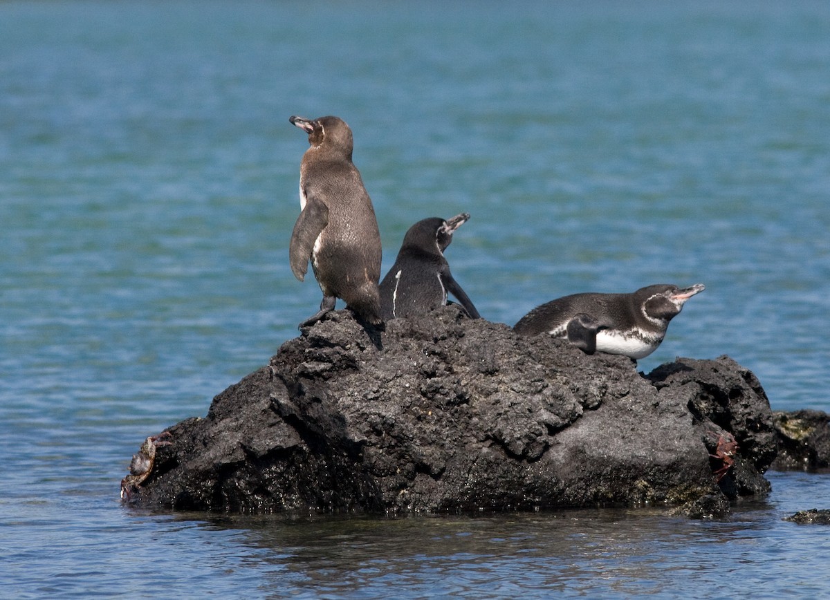 Galapagos Penguin - Phil Green