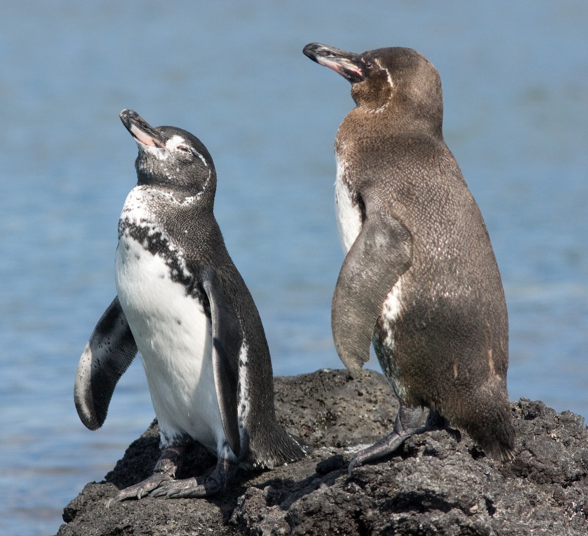 Galapagos Penguin - Phil Green