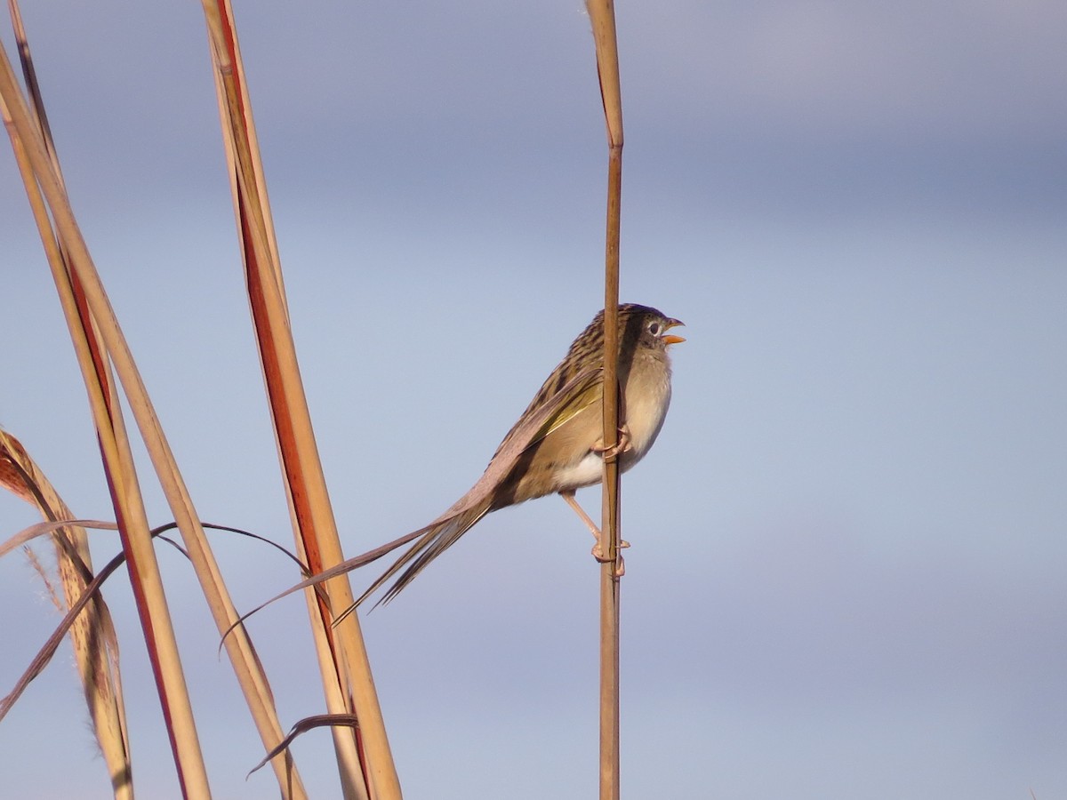 Wedge-tailed Grass-Finch - Ricardo Battistino