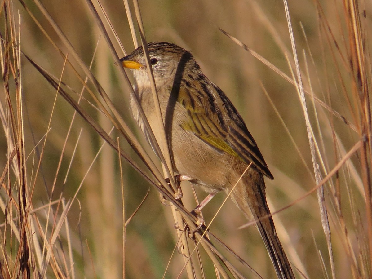Wedge-tailed Grass-Finch - Ricardo Battistino