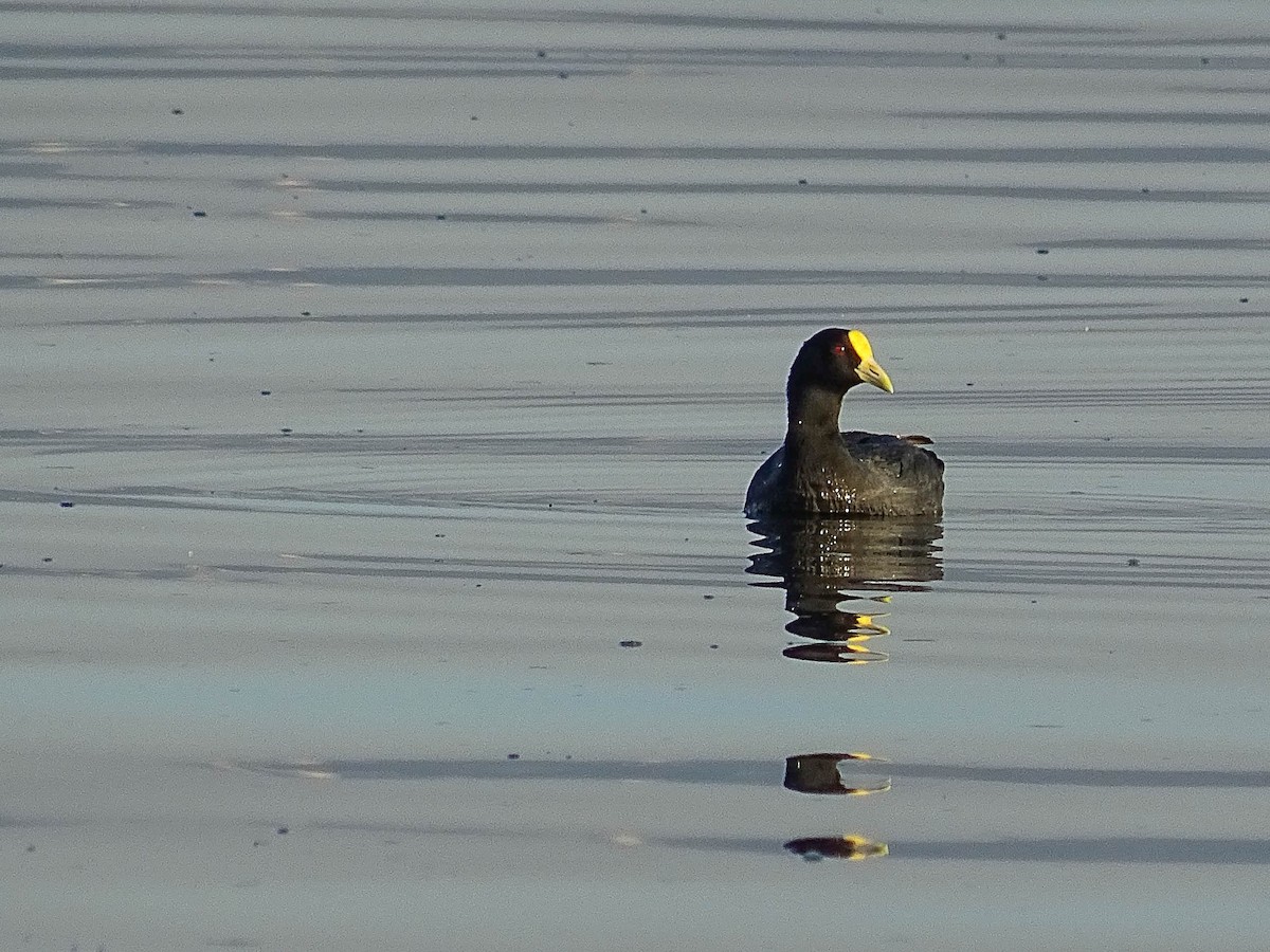 White-winged Coot - ML138021351
