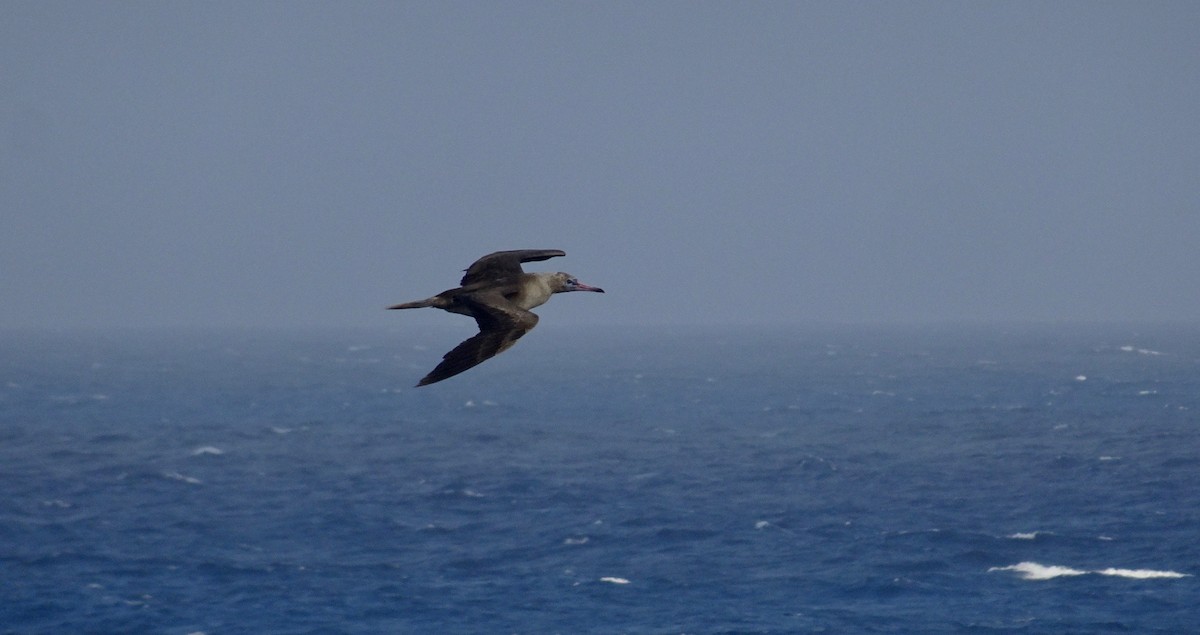Red-footed Booby - ML138021811
