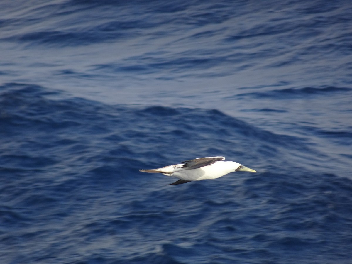 Masked Booby - ML138022431