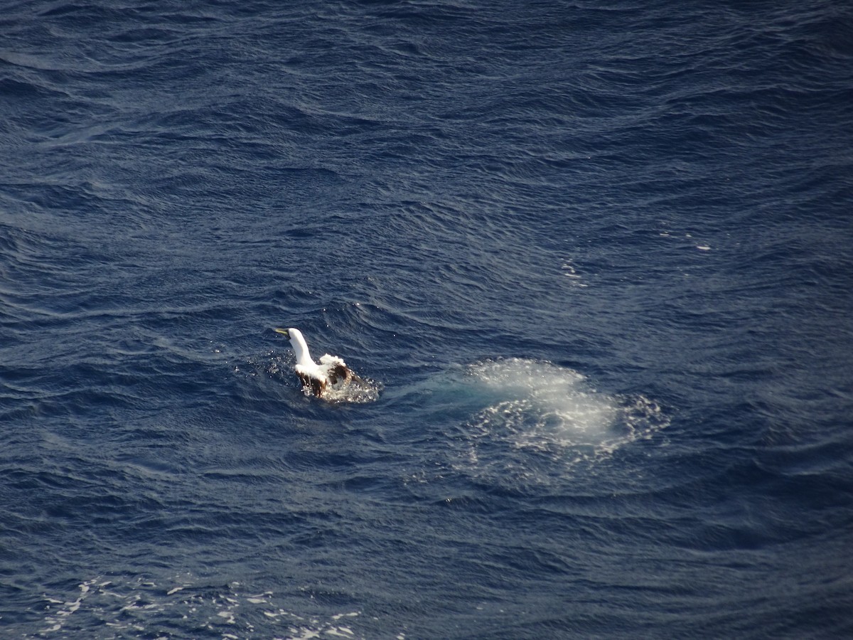 Masked Booby - ML138022531