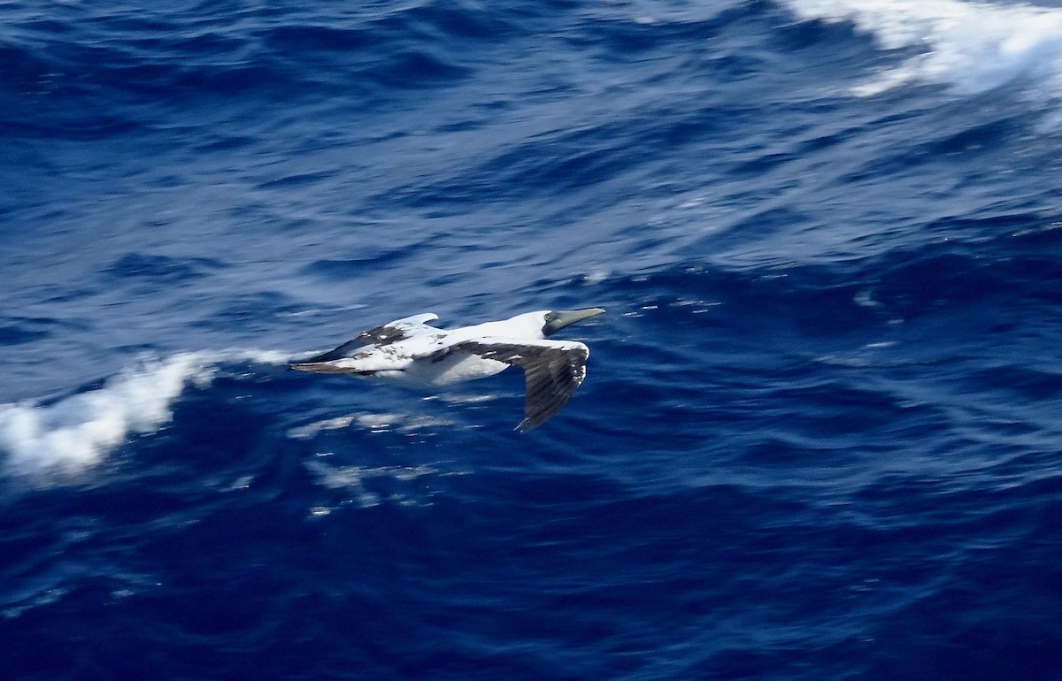 Masked Booby - ML138022551