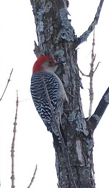 Red-bellied Woodpecker - ML138022941